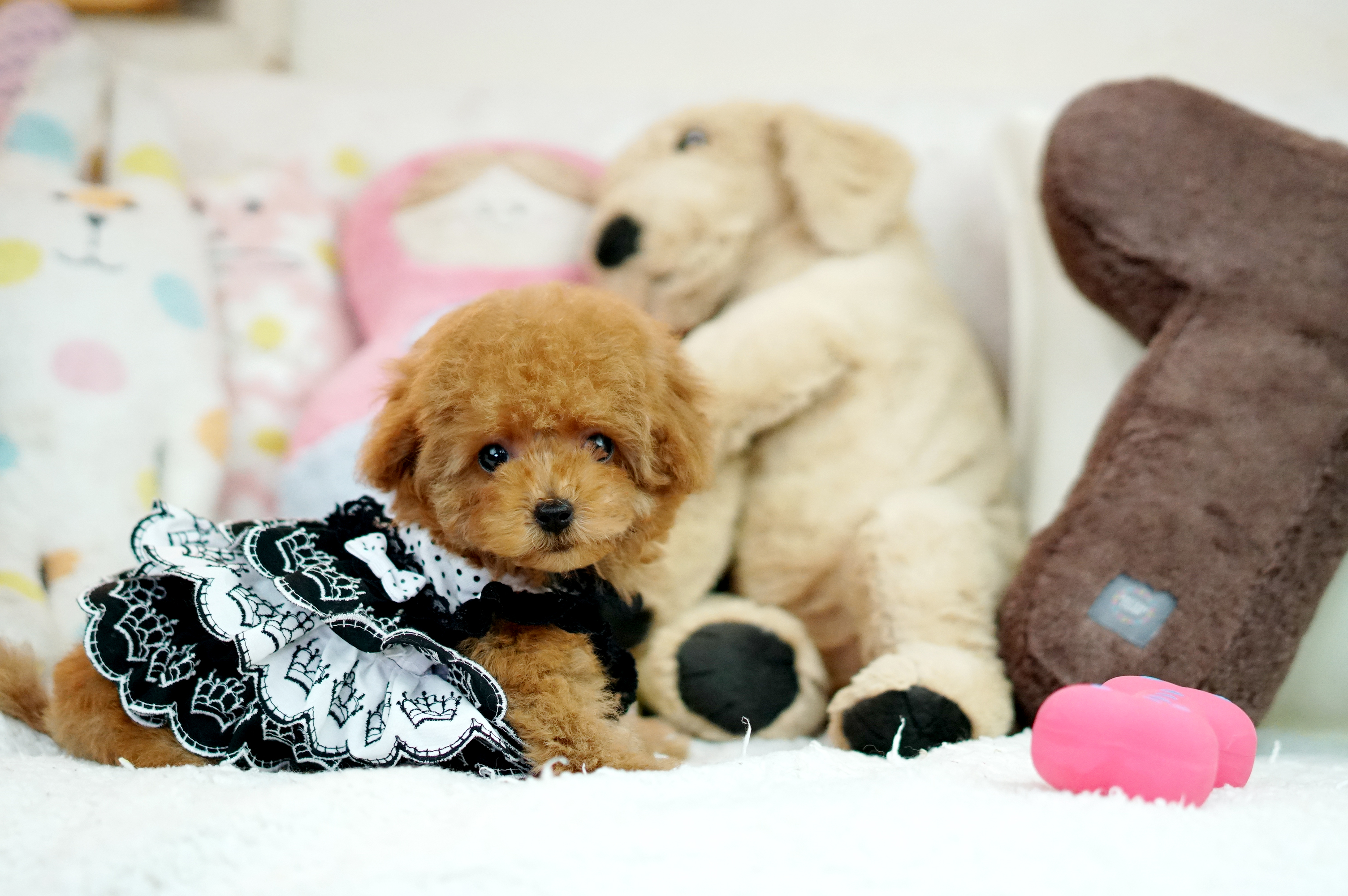 トイプードル綺麗な毛色レッドの可愛い子犬2167 Id 2167 トイプードル ティーカッププードルブリーダーの子犬販売 ケンネルマッシュ