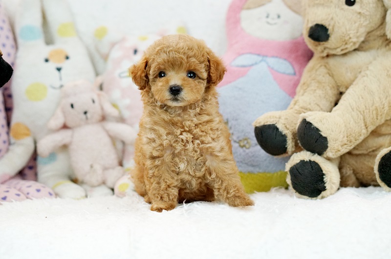 ティーカッププードル 綺麗な毛色の可愛い子犬 2217 Id 2217 トイプードル ティーカッププードルブリーダーの子犬販売 ケンネルマッシュ