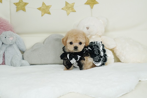 小さなドワーフタイプのクリームの女の子＊3418 ID:3418 : トイ