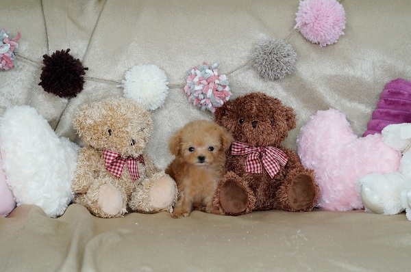 激小 ベビーフェイスの可愛いアプリコットの女の子 3459 Id 3459 ティーカッププードル トイプードル のブリーダー 子犬販売 ケンネルマッシュ