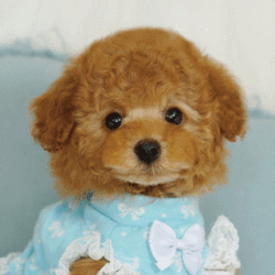 ティーカッププードル　モデル犬